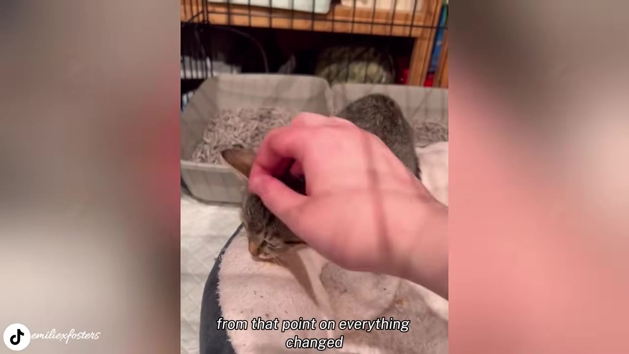 A hand gently petting a small tabby kitten on its head as it rests in a pet bed.