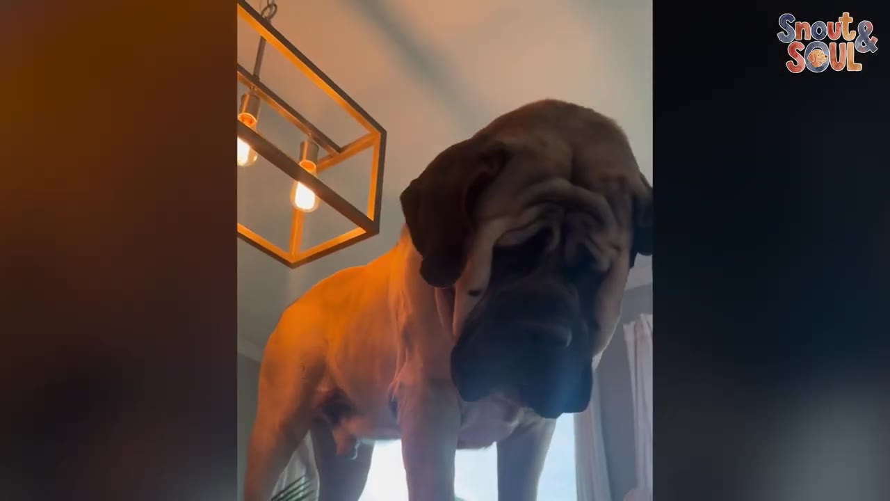 A low-angle shot of a large, wrinkly-faced Mastiff dog standing indoors under a modern light fixture.