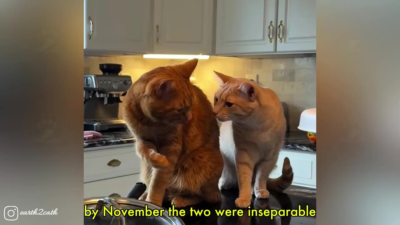 Two orange cats sitting close together on a kitchen counter, looking at each other.