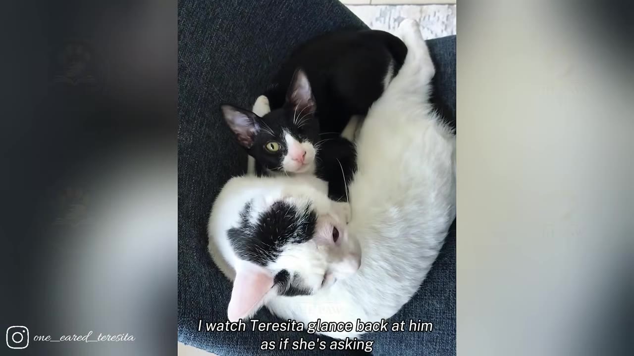 A black and white kitten and a white cat with black markings curl up together closely on a dark grey chair.