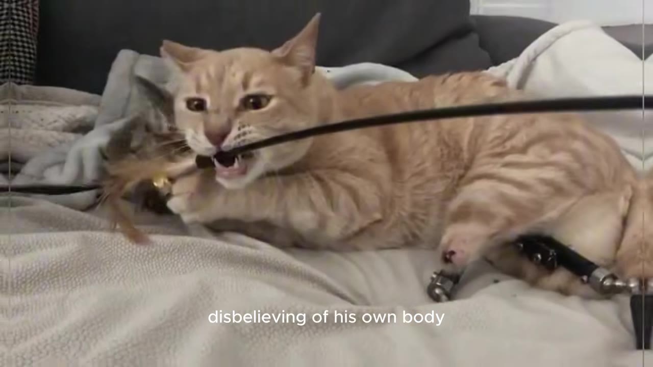 An orange tabby cat lying on a blanket, playfully biting a black wand toy.