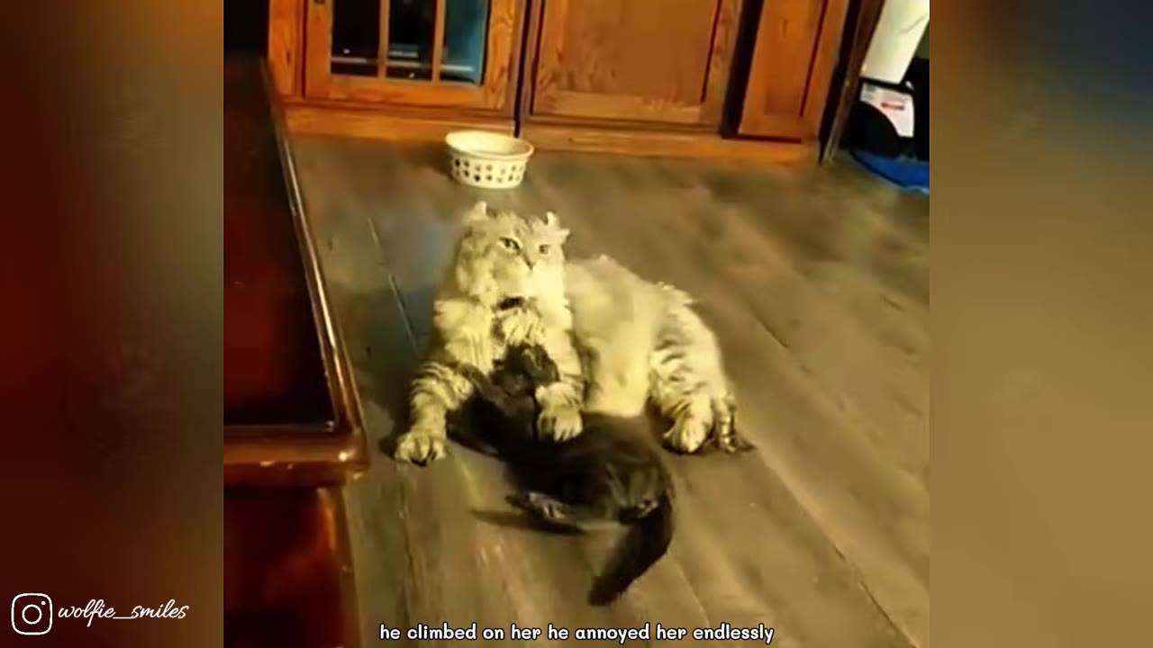 A large, fluffy grey cat lies on a wooden floor while a small black kitten plays playfully at its paws.