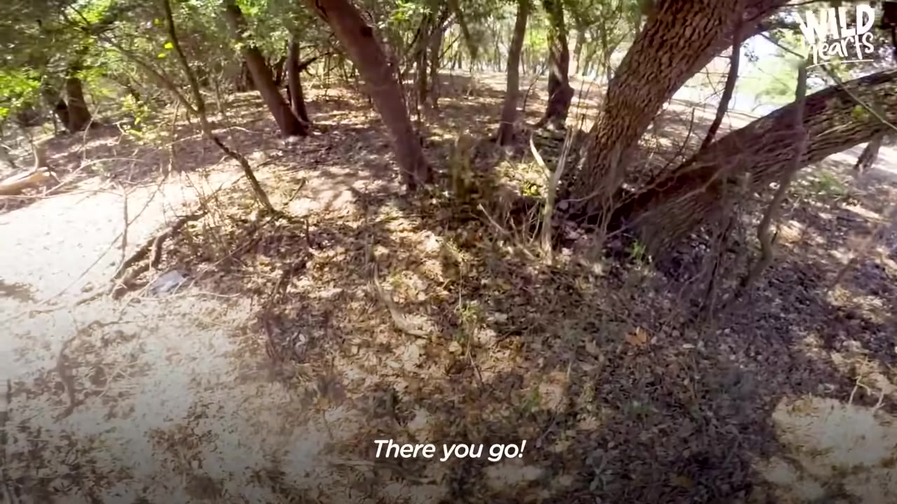 A first-person view looking into a wooded area with trees and dry leaves on the ground, with a subtitle that reads 'There you go!'.