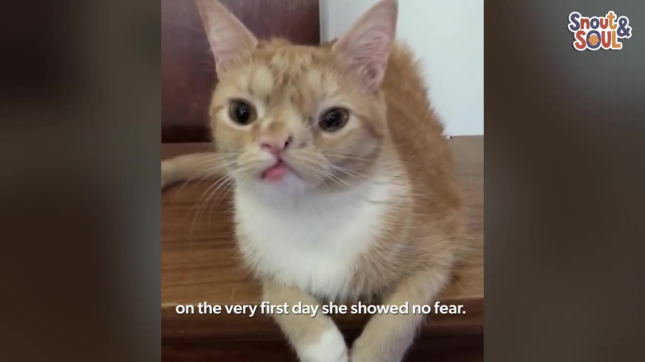 An orange and white cat with wide-set eyes sits on a wooden surface, looking directly forward with its tongue slightly out.