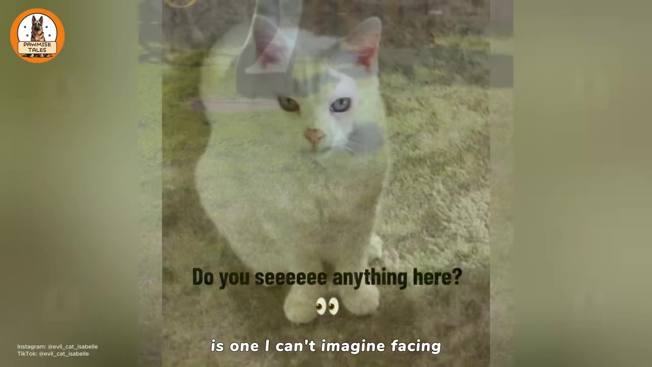 A white cat sitting on a grassy surface, looking directly forward, with a semi-transparent overlay showing another scene and text that reads 'is one I can't imagine facing'.