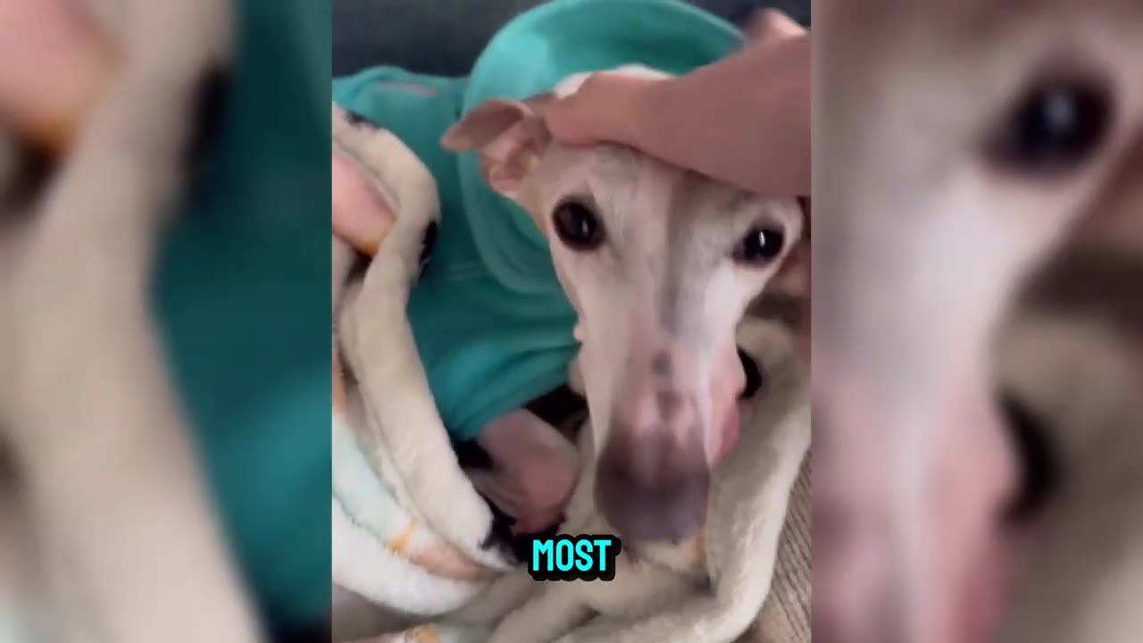 A close-up of a slender, light-colored dog wearing a teal sweater, looking up trustingly as a human hand gently pets its head.