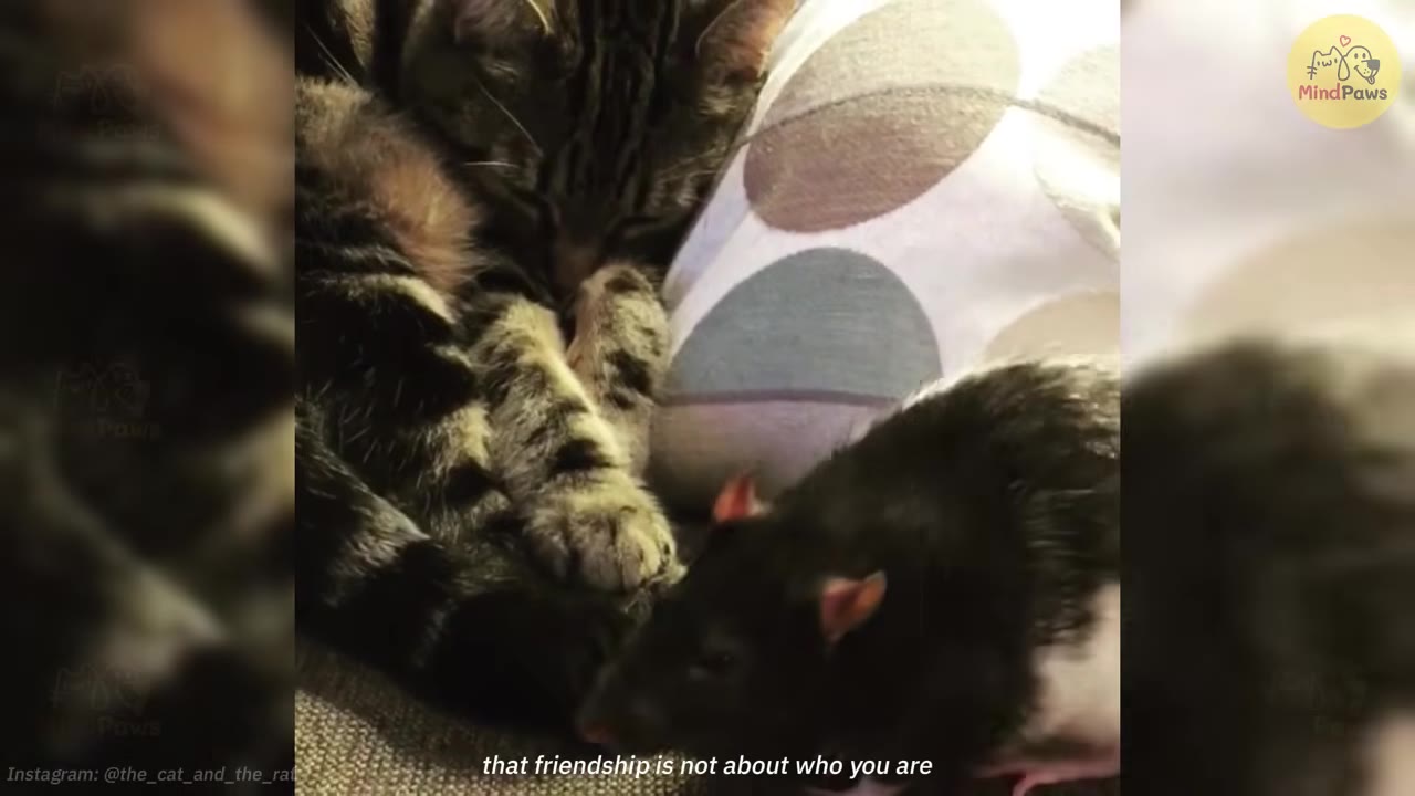 A tabby cat and a black and white pet rat snuggle together on a couch next to a patterned pillow.