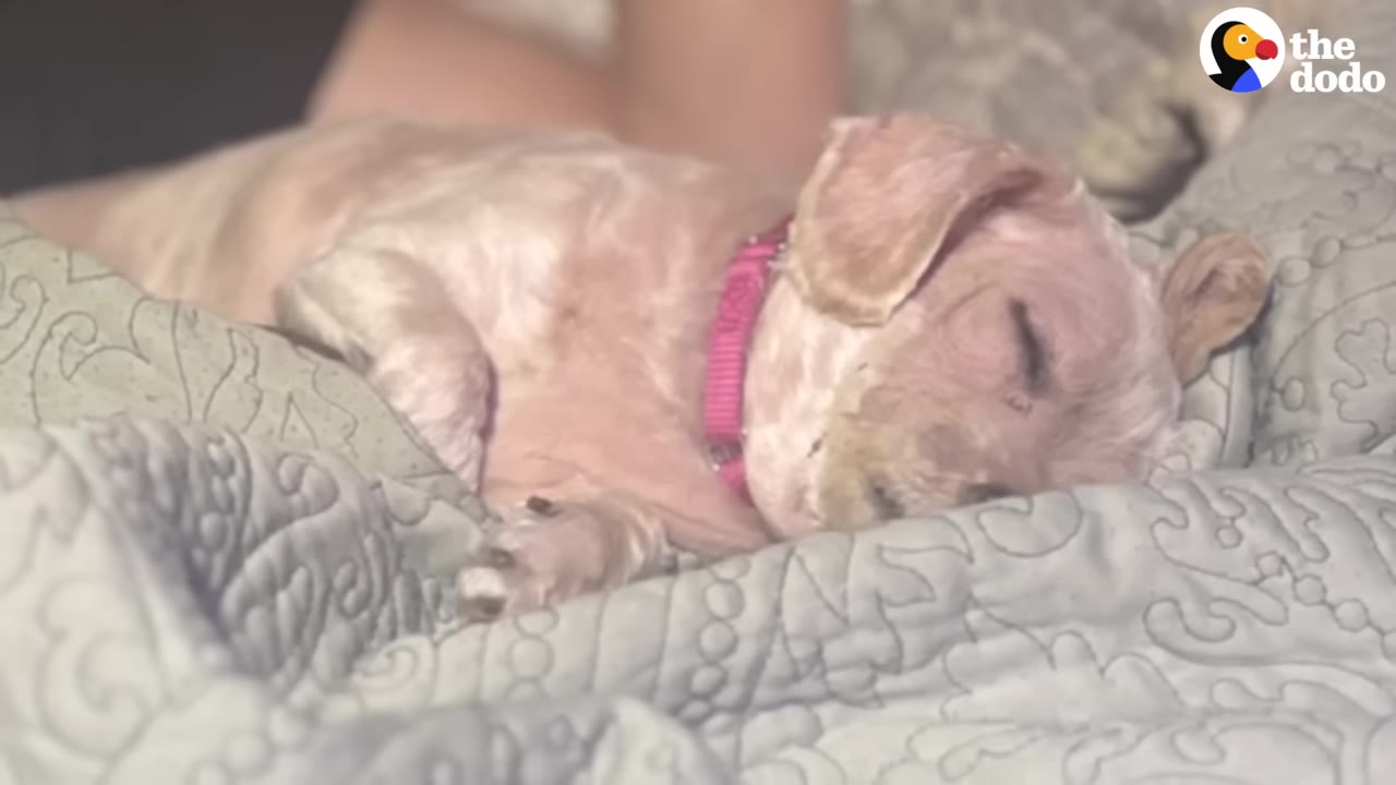A small, light-colored dog wearing a pink collar sleeps peacefully on a soft, patterned grey blanket.