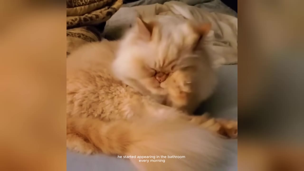 A fluffy, cream-colored Persian cat lies on a bed and grooms its face with its paw.