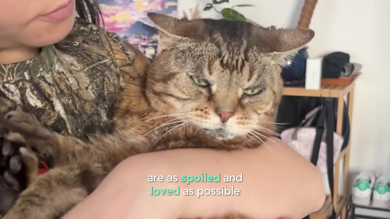 A brown tabby cat with a grumpy expression and flattened ears is being held in someone's arms.