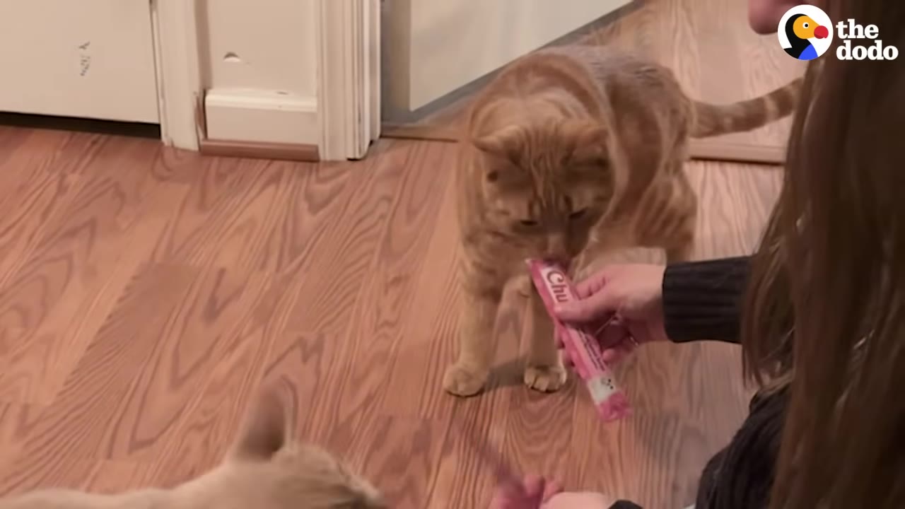An orange tabby cat stands on a wooden floor licking a treat from a tube held by a person, while another light-colored cat is partially visible in the foreground.