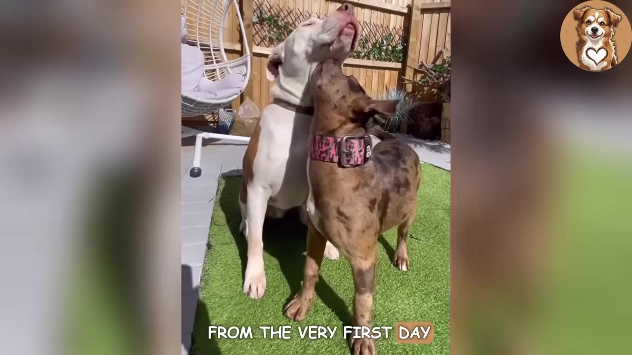 A white and brown pit bull sits on a patch of artificial grass next to a brindle-colored dog who is playfully nuzzling its neck.