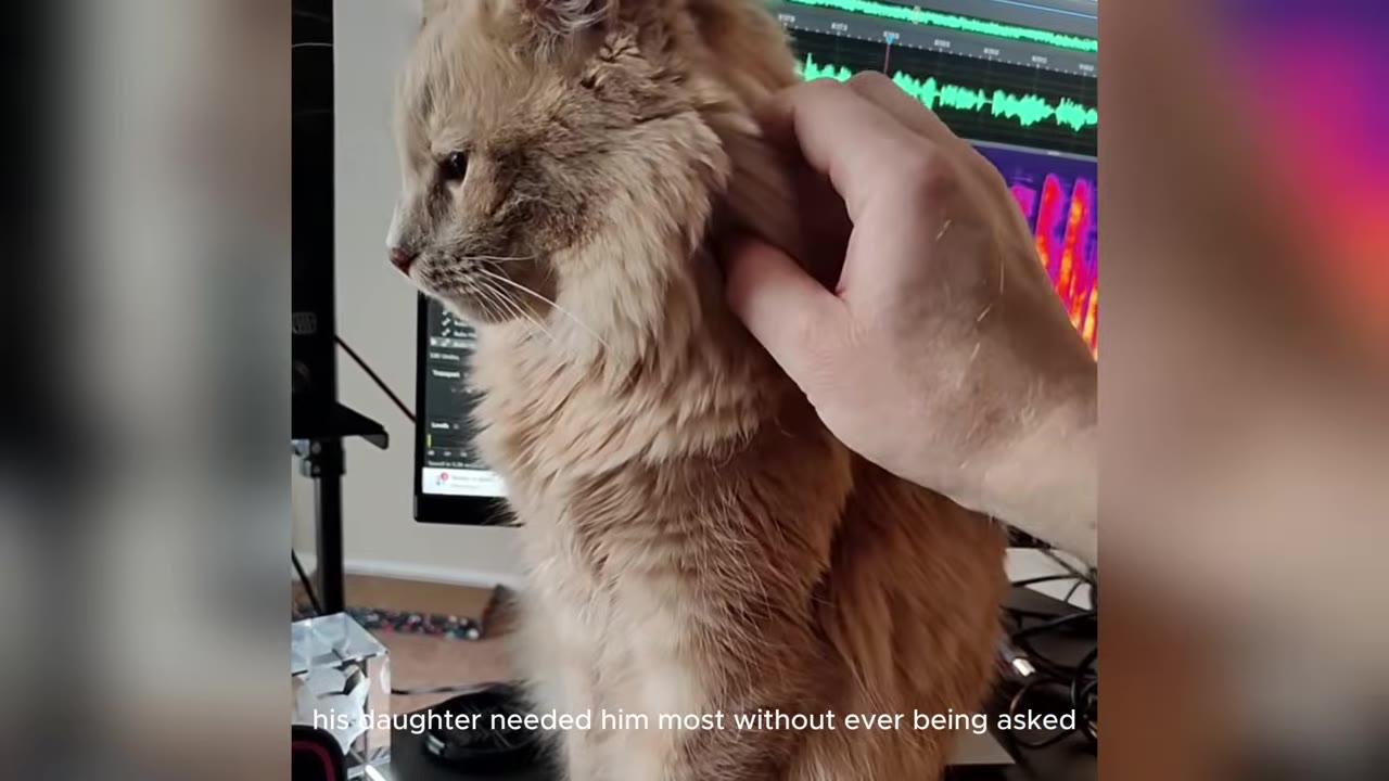 A fluffy orange cat sits calmly while a hand gently pets the side of its neck in front of a computer monitor.