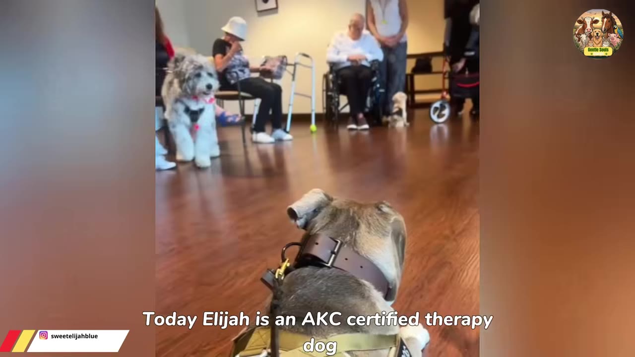 A view from behind a dog wearing a collar and harness, looking toward a group of people in a room, including one person in a wheelchair and another dog.
