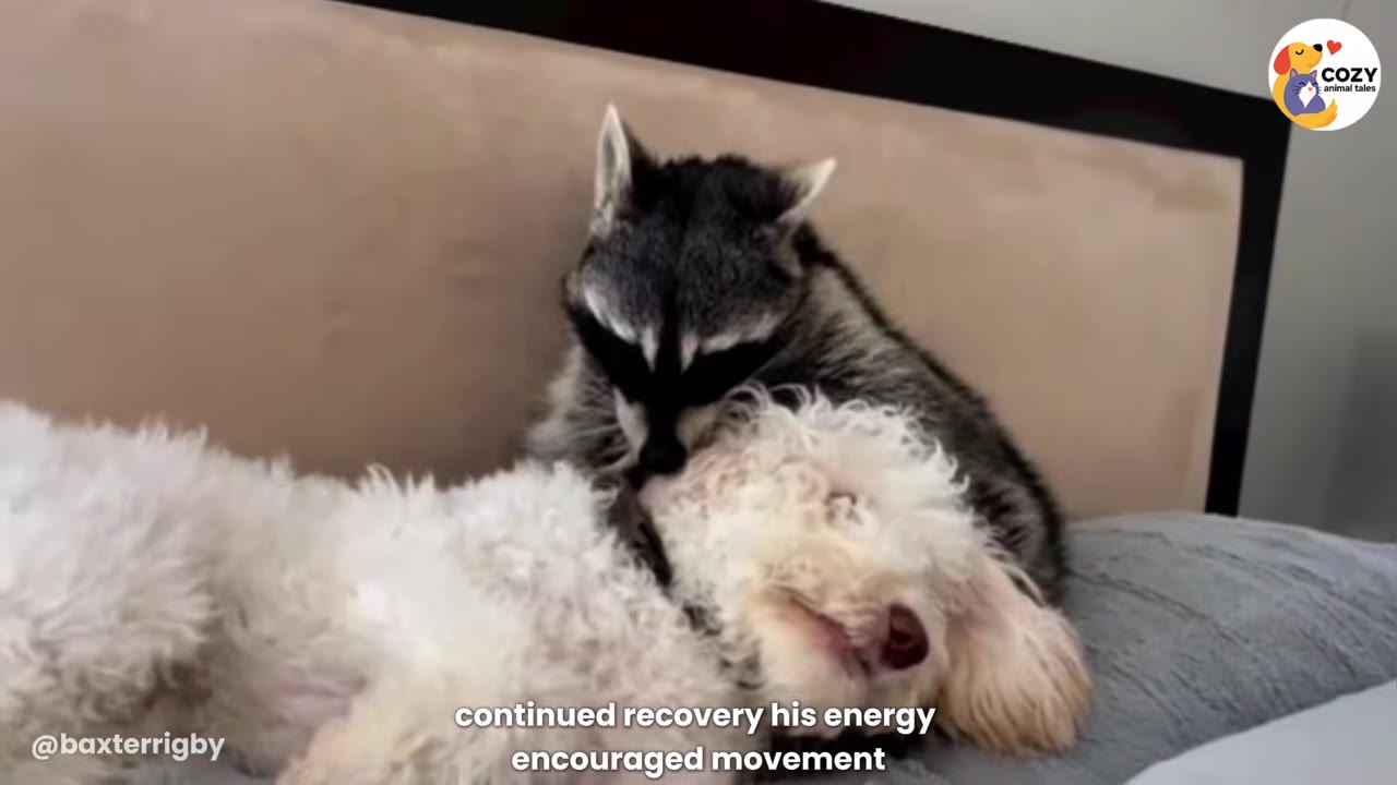A raccoon gently grooms a fluffy white dog lying down on a bed, showing a close bond between the two animals.