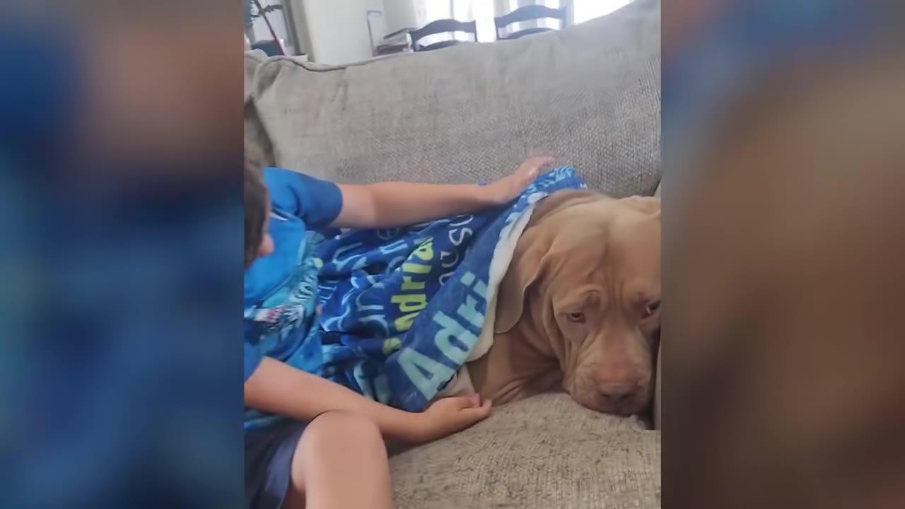 A tan dog lies comfortably on a grey couch under a blue blanket while a young boy sits beside her and gently pets her.