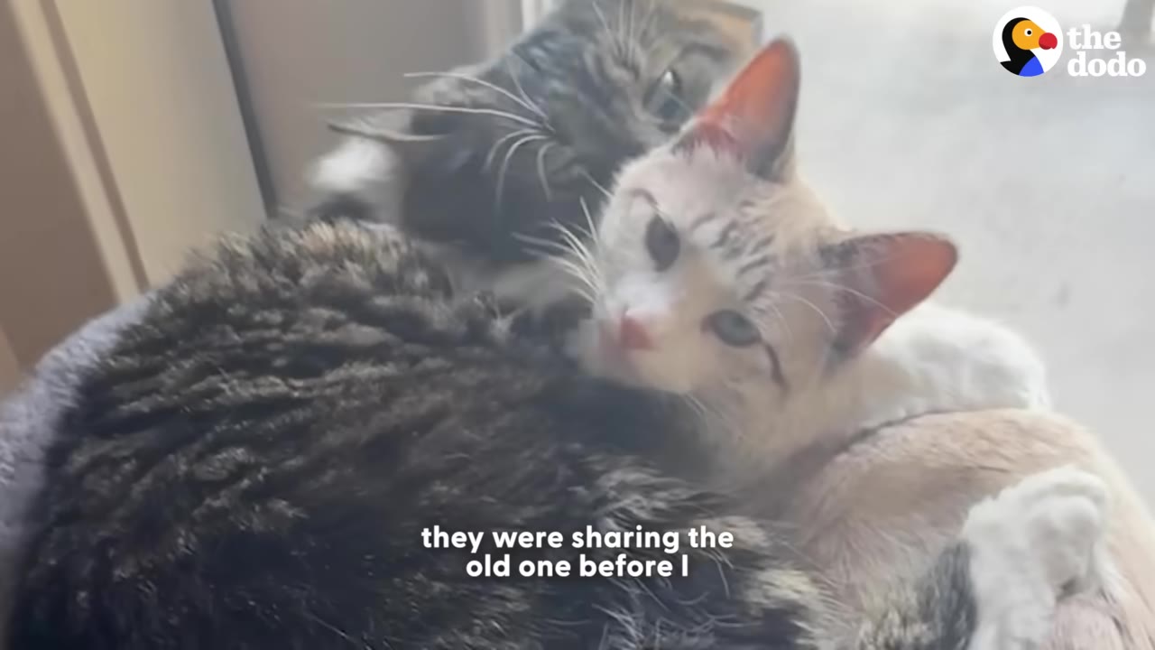 A fluffy dark tabby cat and a light-colored cat cuddle closely together, with the light-colored cat looking directly at the camera.