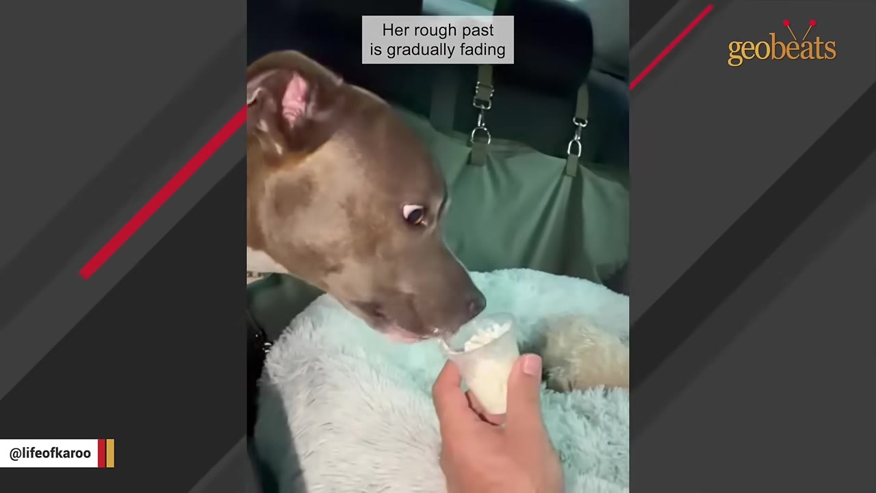 A brown dog eagerly licks whipped cream from a small plastic cup held by a person inside a car.