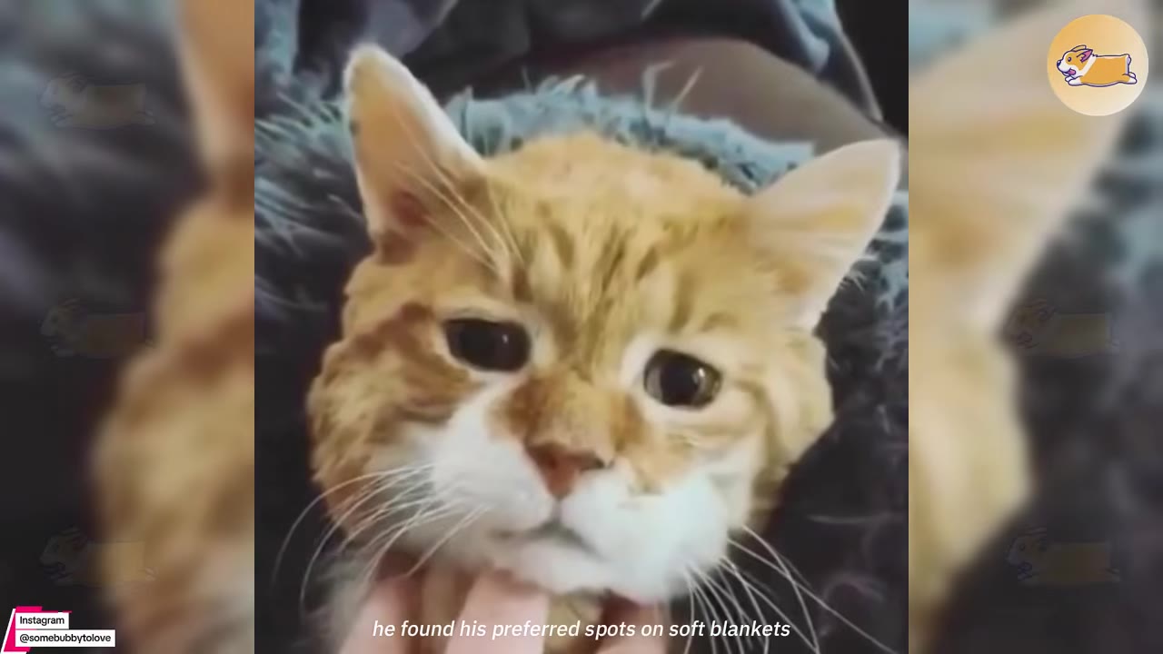 A close-up of an orange and white senior cat with large, expressive eyes being gently petted under his chin while resting on a soft blue blanket.
