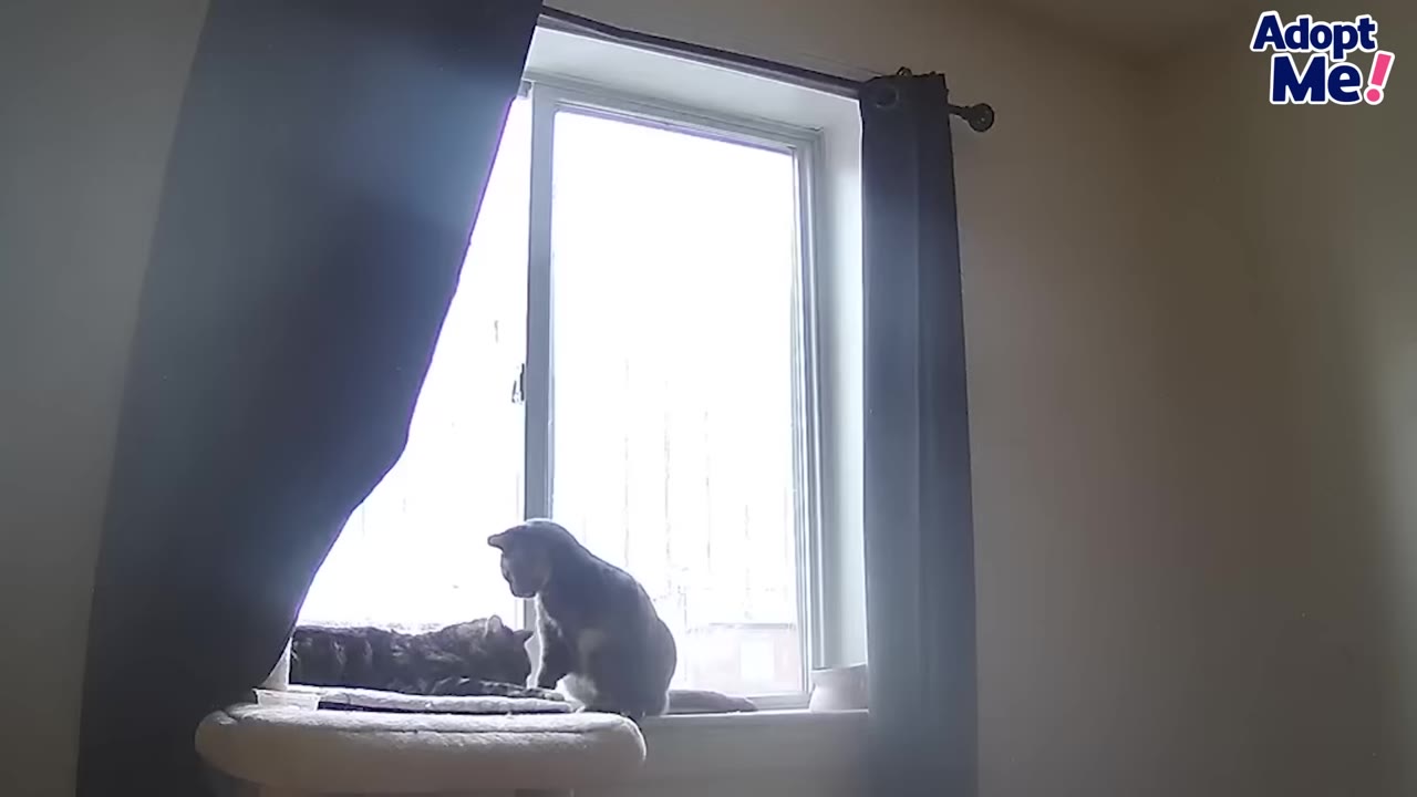 A grey cat sitting on a window sill looking out of a bright window next to another cat resting on a cat tree.
