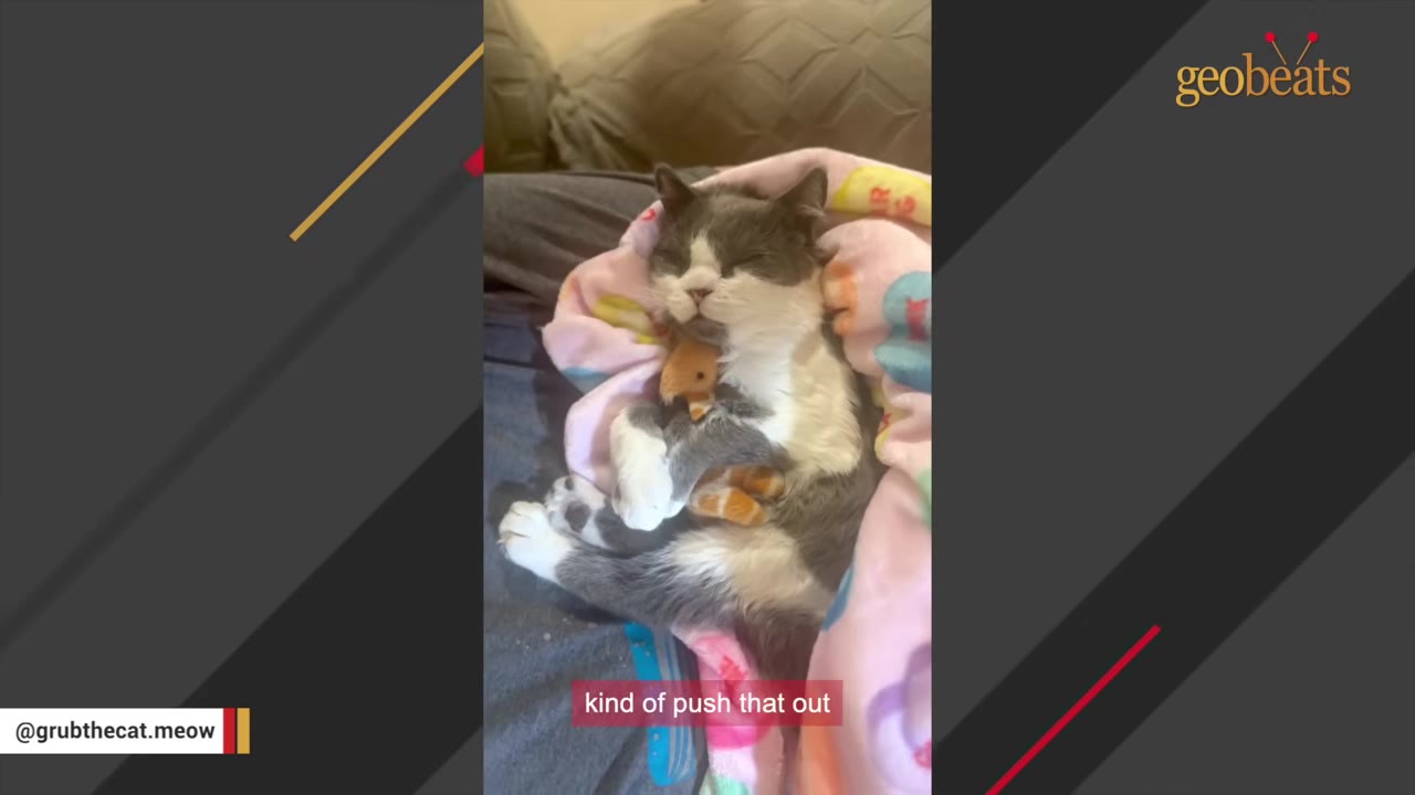 A grey and white cat sleeping peacefully while wrapped in a pink blanket with heart patterns, cradled in a person's lap.