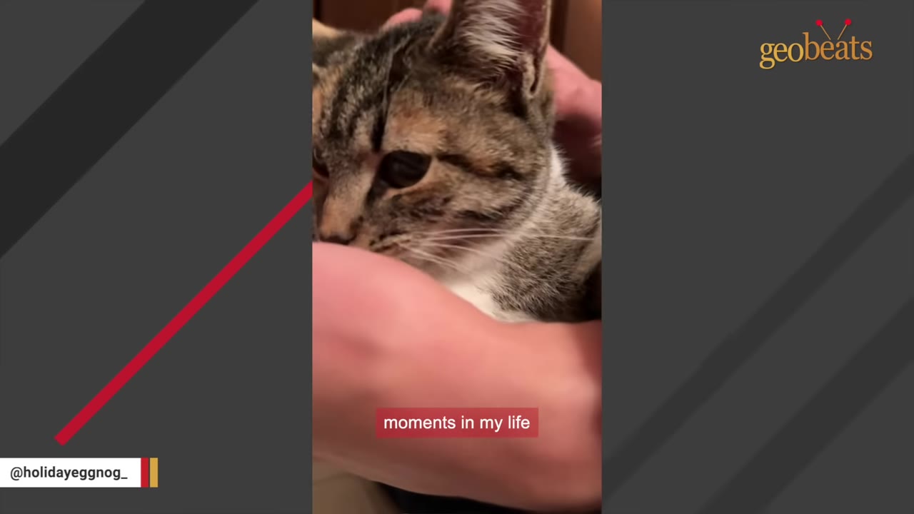 A close-up shot of a small tabby cat being held gently in a person's hands.