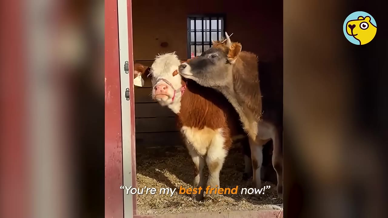 A brown cow affectionately nuzzles a brown and white calf standing in the doorway of a red barn.