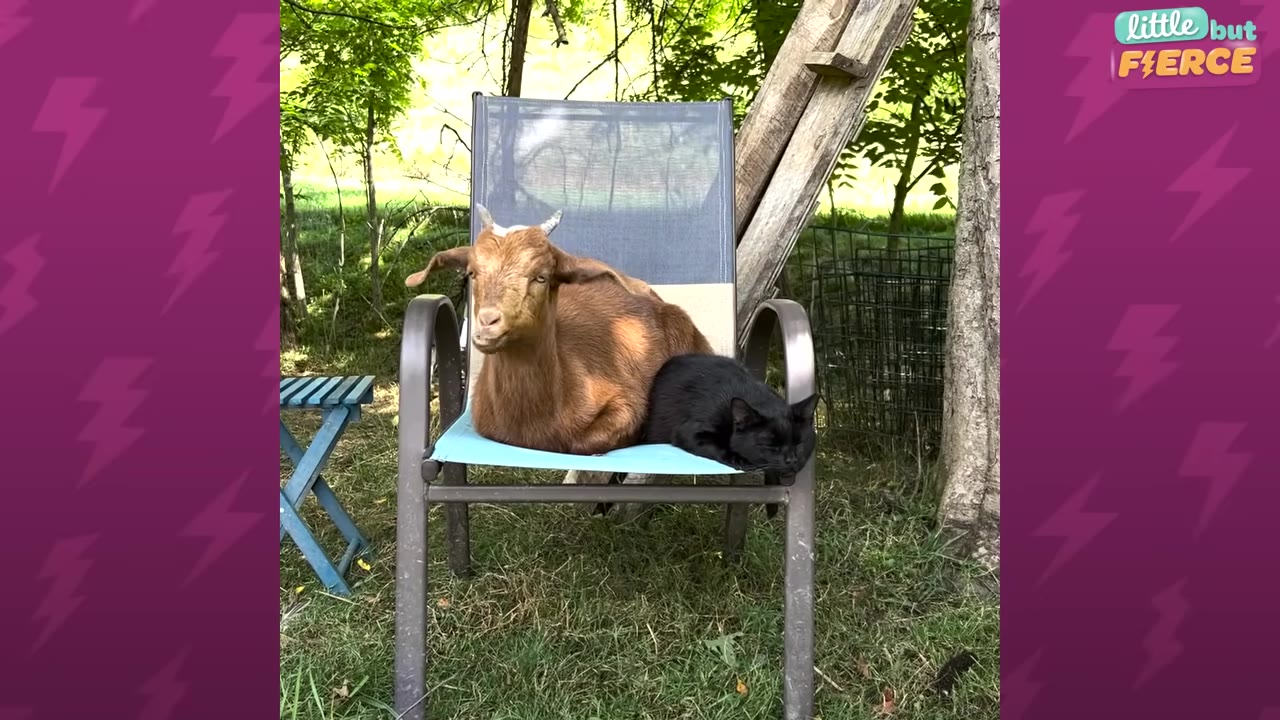 A small brown goat and a black cat sit together on a blue mesh lawn chair outdoors.
