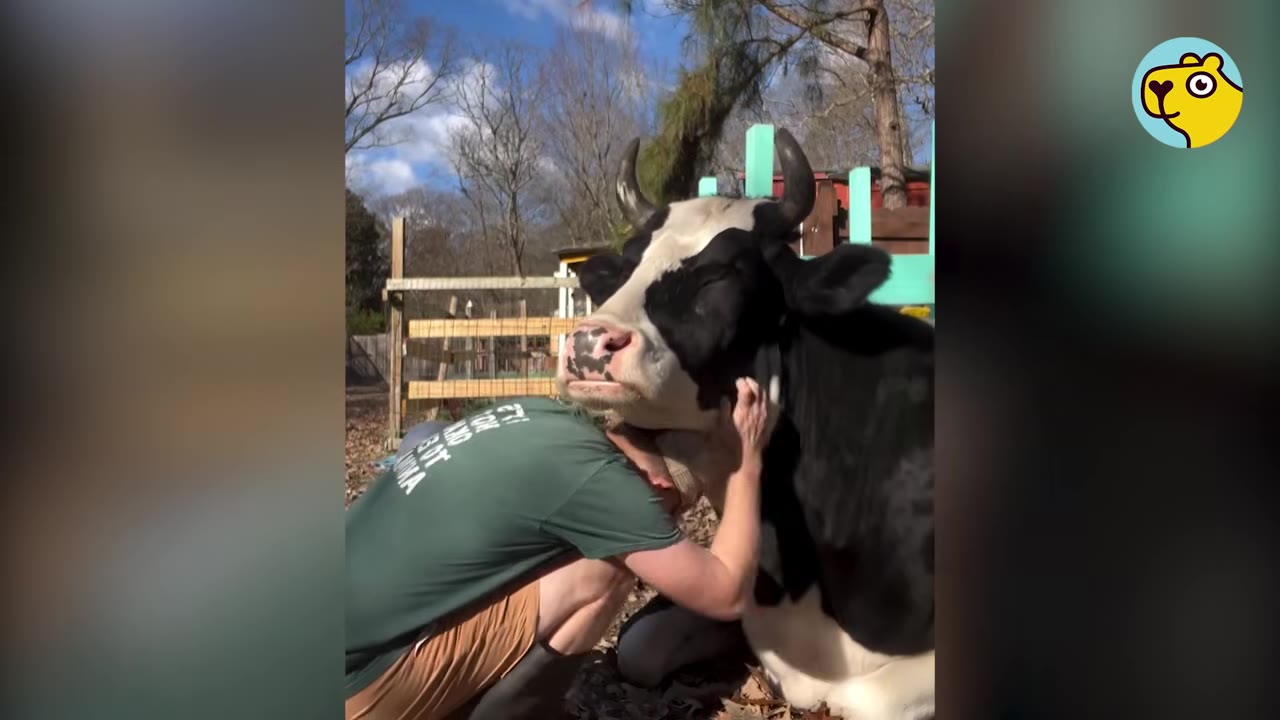 A man in a green shirt hugs a large black-and-white cow with horns, who rests her head contentedly against him with closed eyes.