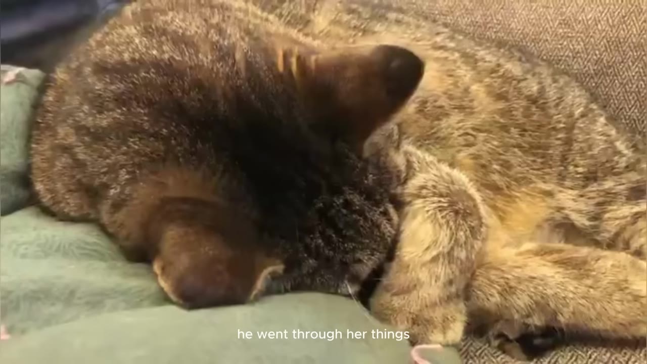 A brown tabby cat rests its head closely against another cat while lying down on a soft surface.