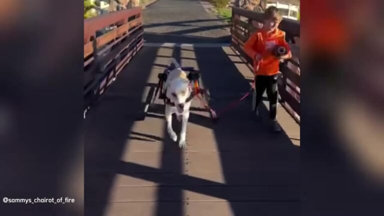 Nevada Dog Who Lost His Ability To Walk Gives Struggling 8-Year-Old Boy The Ultimate Gift