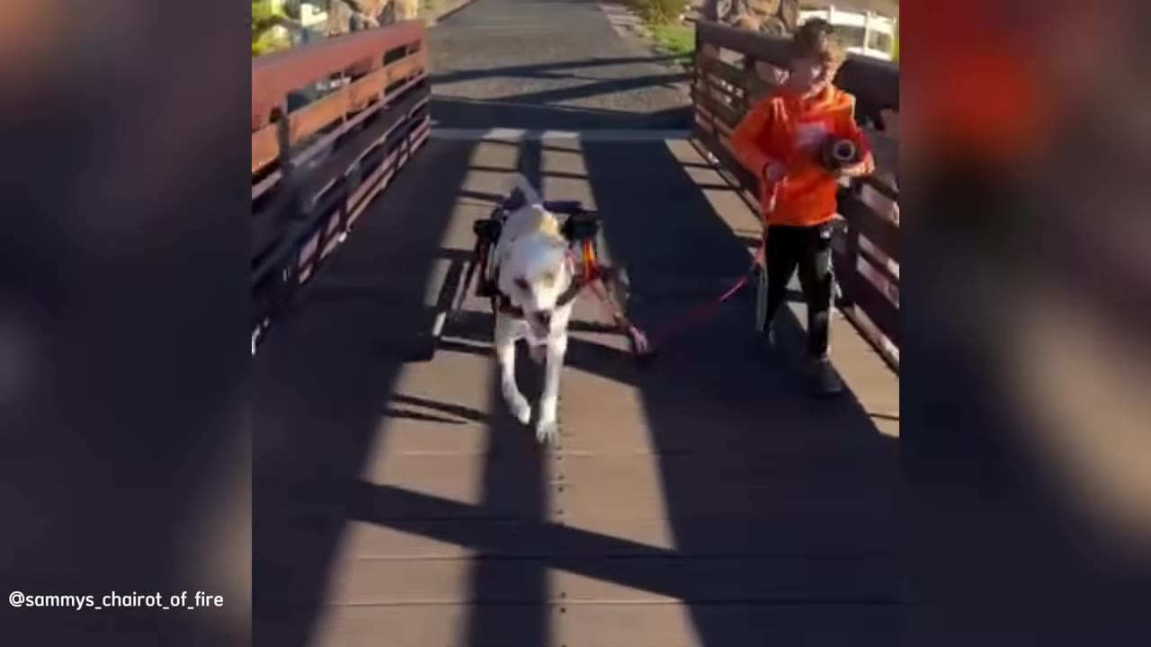 A white dog in a canine wheelchair walks across a wooden bridge on a leash held by a young boy in an orange shirt.