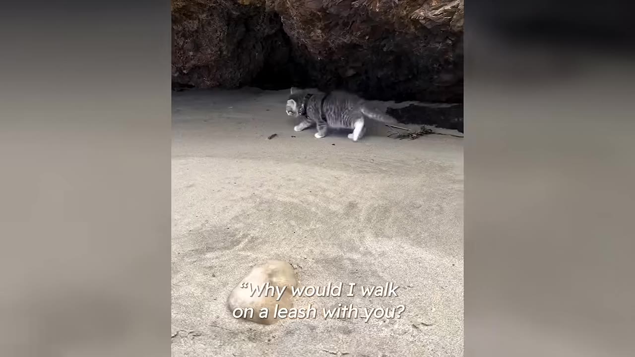A small grey tabby kitten walks off-leash on a sandy beach near a rocky cliff.