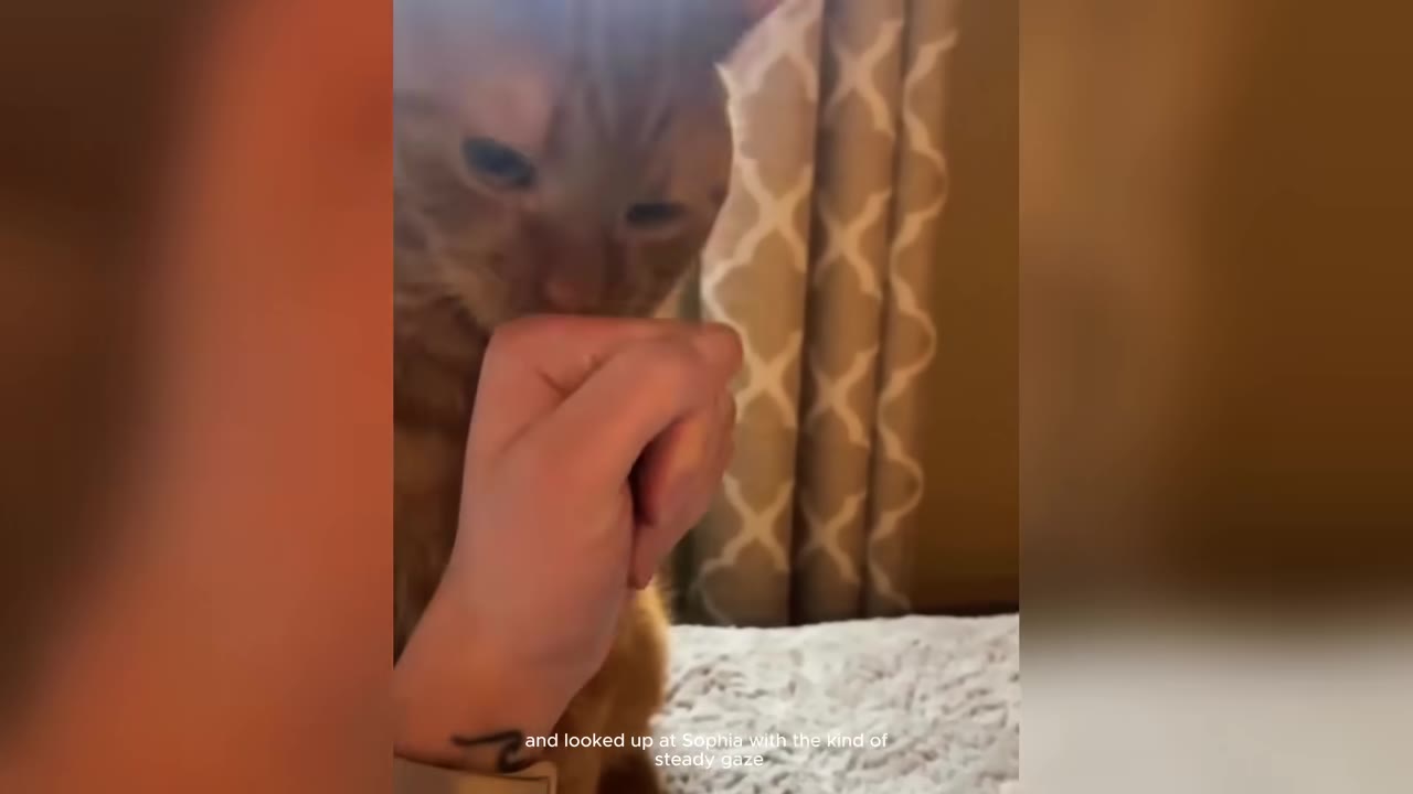 An orange tabby cat looking up with a steady gaze while a hand gently holds its chin.