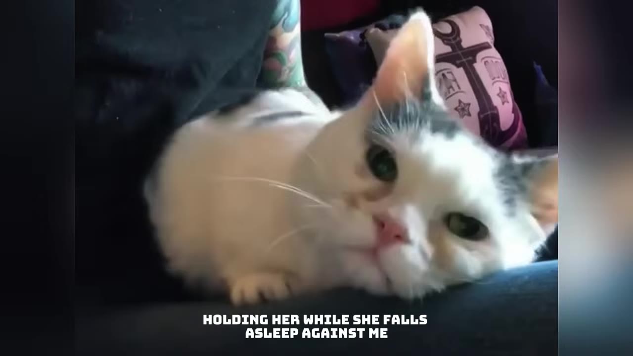 A white and grey cat rests its head on a person's lap on a couch, with text overlay reading 'HOLDING HER WHILE SHE FALLS ASLEEP AGAINST ME'.