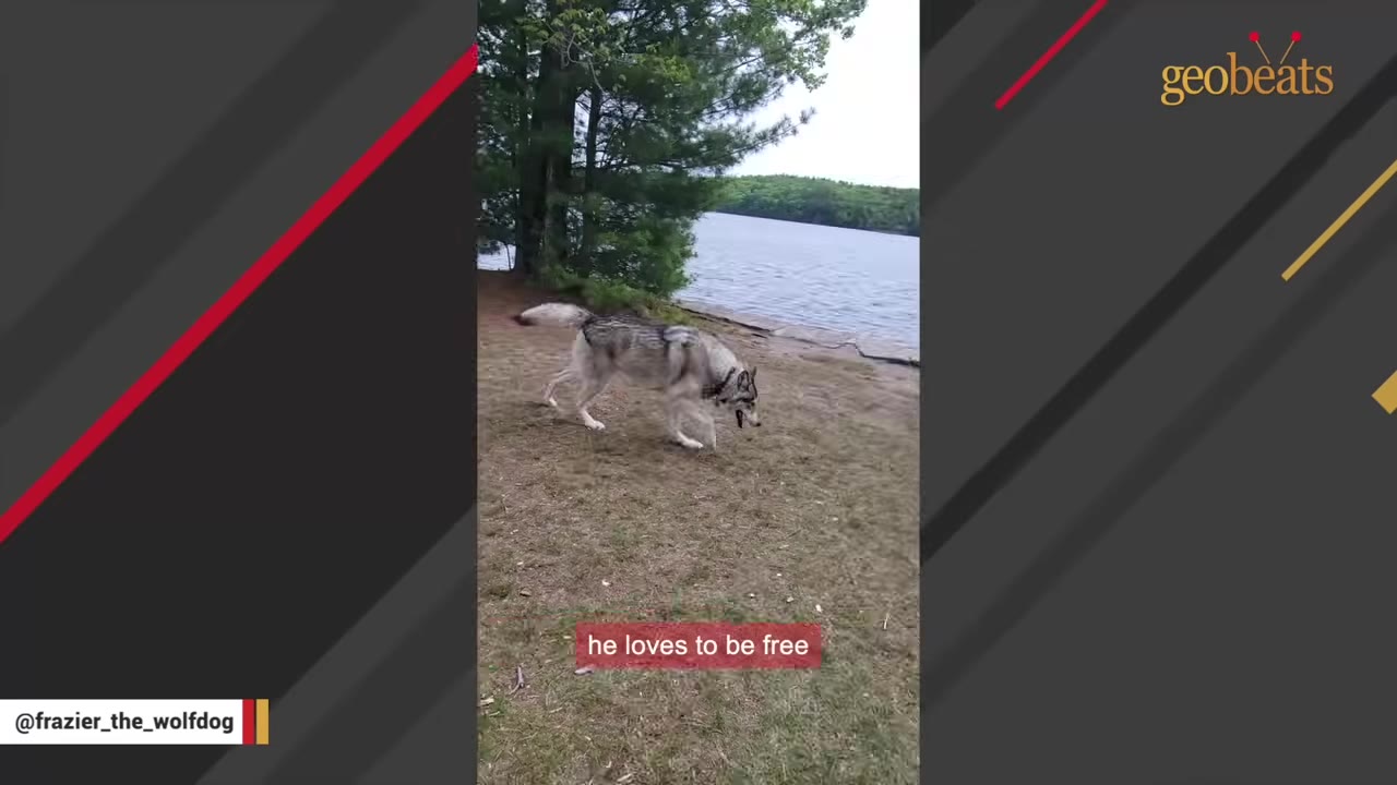A large wolfdog running freely on a grassy bank next to a lake.