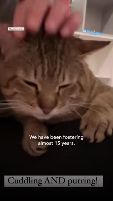 A close-up of a brown tabby cat with its eyes closed, being gently petted on the head by a hand, with text overlay reading 'We have been fostering almost 15 years.'