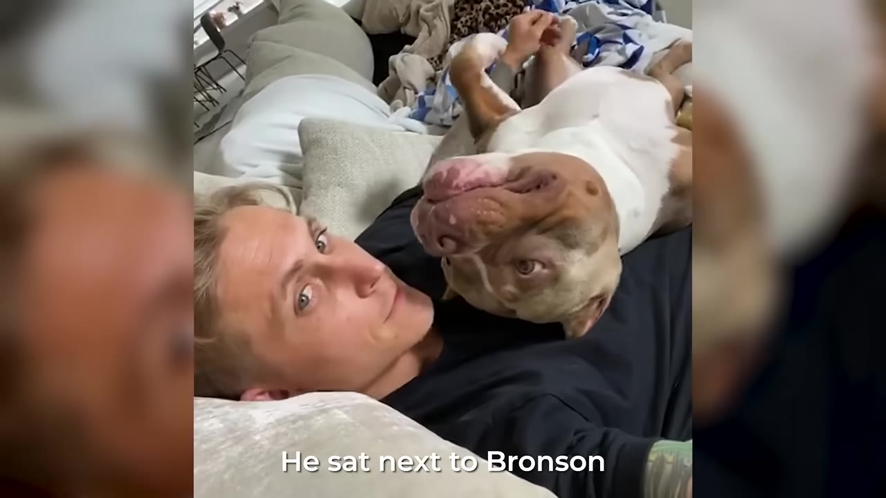A man lying down on a bed with a brown and white dog resting on his chest, looking towards the camera.