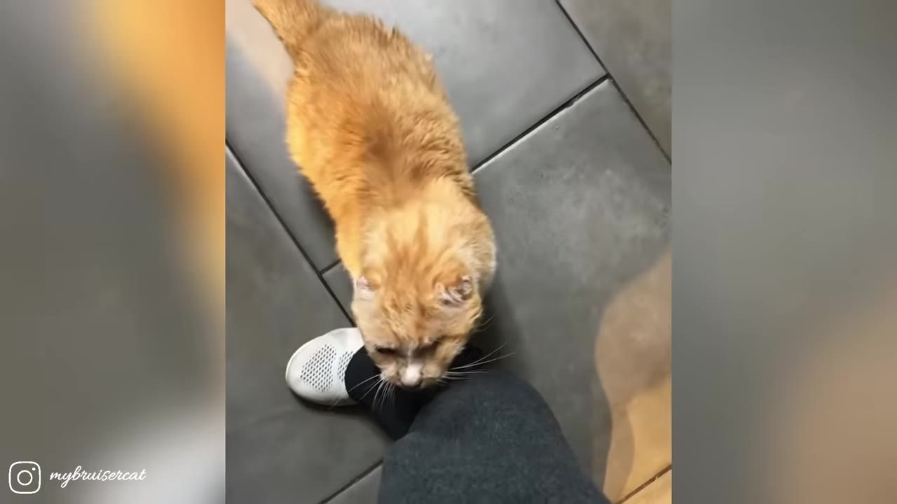An overhead shot of an orange cat rubbing its head affectionately against a person's leg and white shoe on a tiled floor.