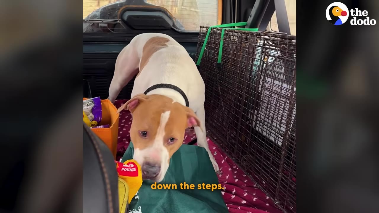 A tan and white dog stands in the back of a vehicle on a blanket next to a wire crate, looking forward.