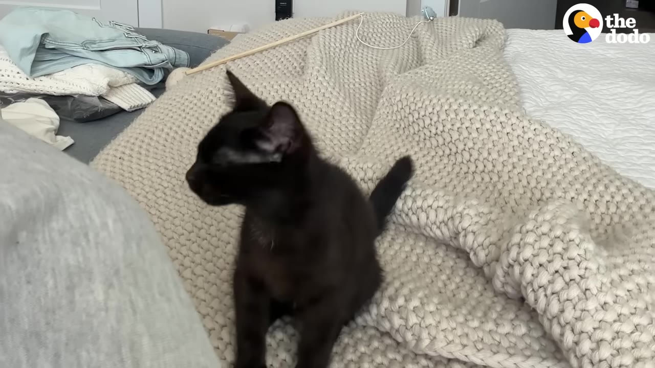 A small black kitten sits on a thick, beige knit blanket on a bed.