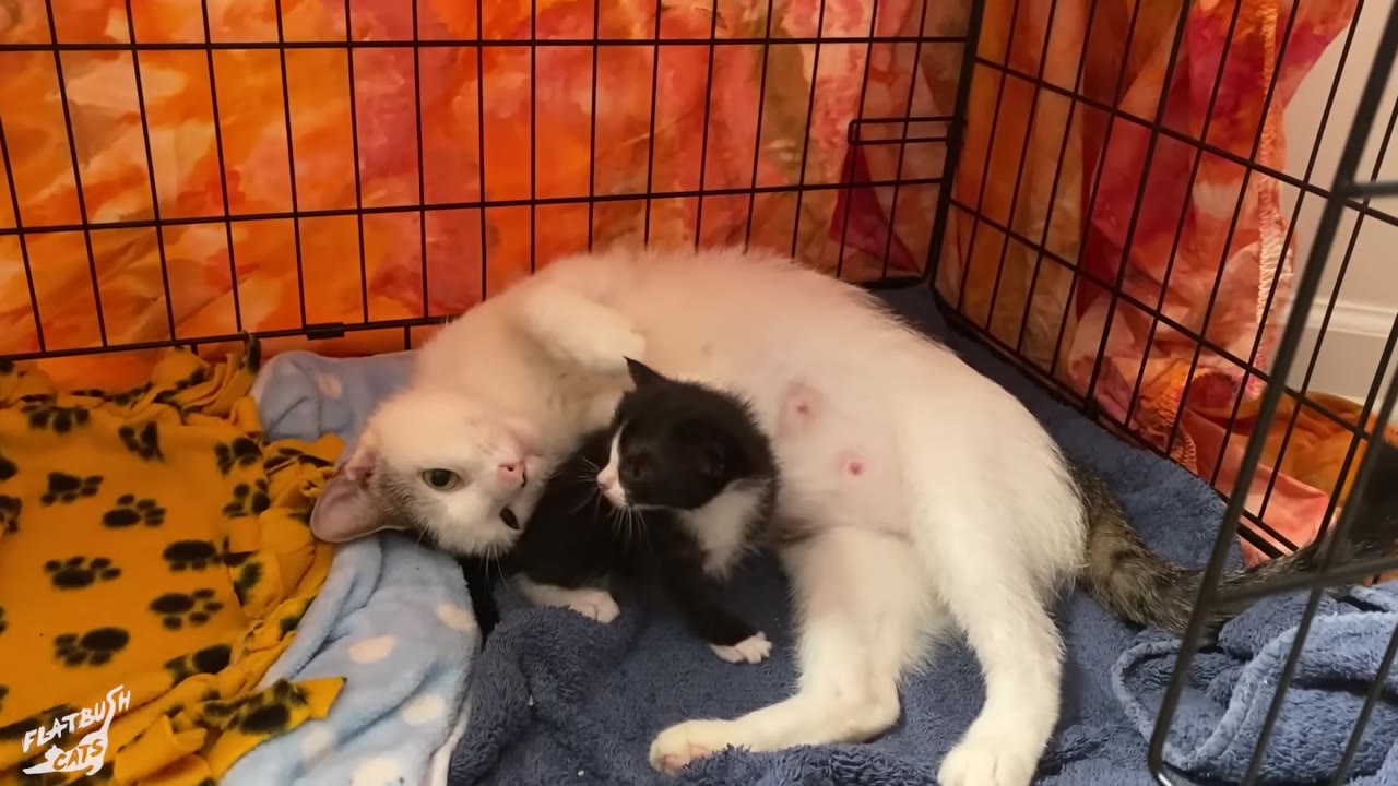 A white and tabby mother cat lies comfortably on her side on a blue blanket inside a wire crate, looking up while a small black-and-white kitten stands beside her.