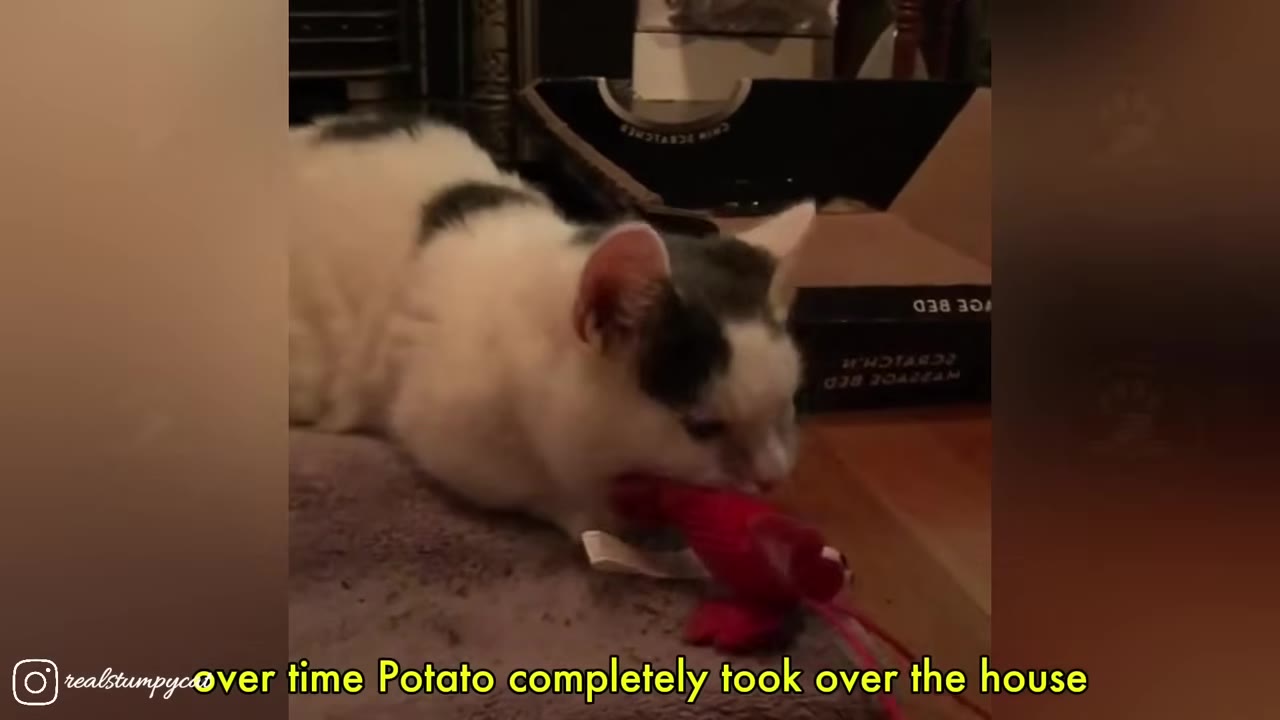 A black and white cat lying on a carpeted floor, holding a red toy in its mouth.