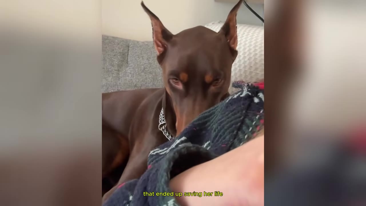 A brown Doberman dog gently nudges a person's arm under a blanket.