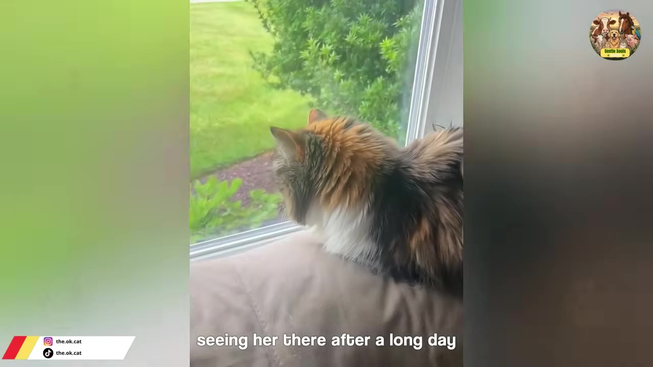 A fluffy long-haired calico cat sits on the back of a couch, looking out a window at a green lawn.