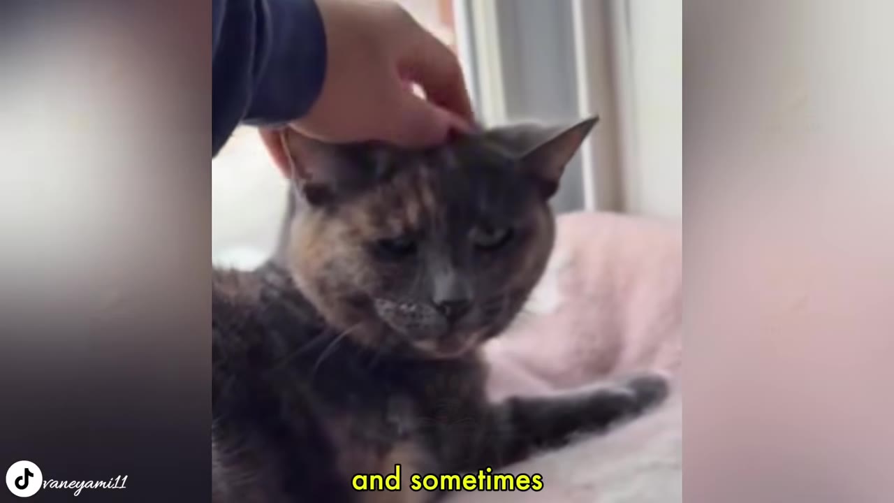 A close-up shot of a person's hand gently petting a tortoiseshell cat on its head.
