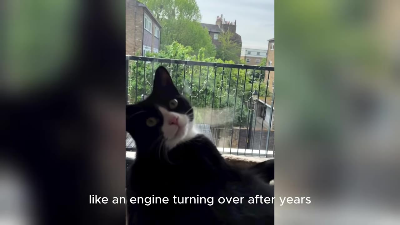 A black and white cat looks directly at the camera with wide eyes, sitting on a balcony with a metal railing and green trees in the background.