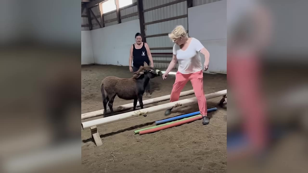 A small brown miniature donkey stands on a wooden beam obstacle inside an indoor arena, guided by a woman in a white shirt and pink pants, while another woman in a black tank top watches.
