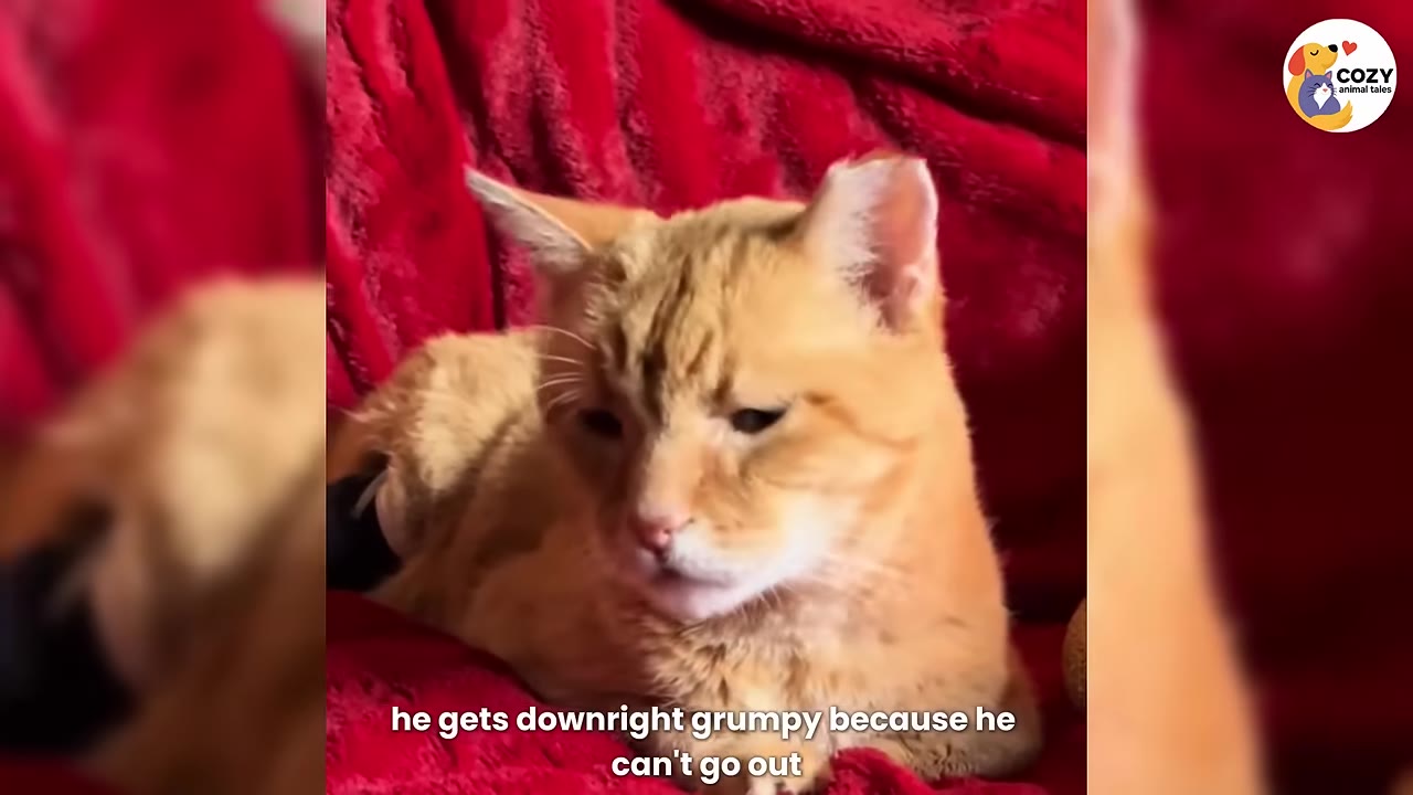 An orange tabby cat with a grumpy expression lies on a red blanket.