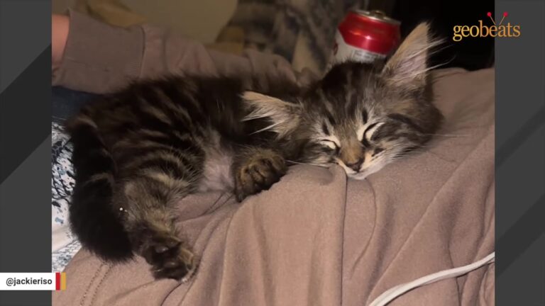 California Woman Finds A Dusty Kitten On Her Tire And Refuses To Accept The Shelter’s Answer